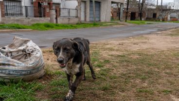 Un perro callejero de Rosario.