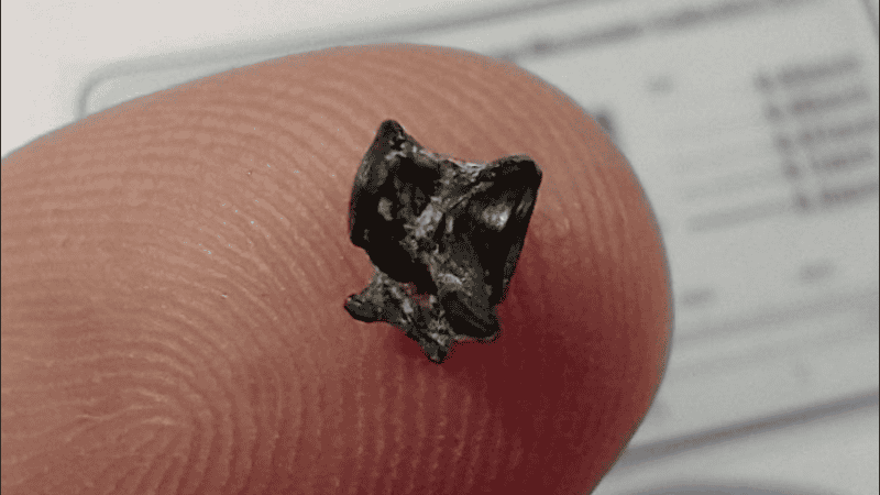 El hallazgo se produjo durante una tarde de prospección en busca de material fósil en el Campo Spósito.