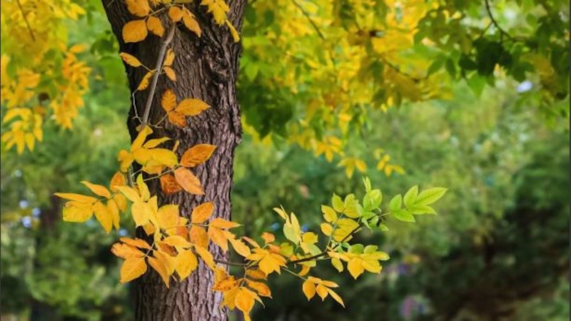 Muchos fresnos ya aparecen en Rosario totalmente amarillos.