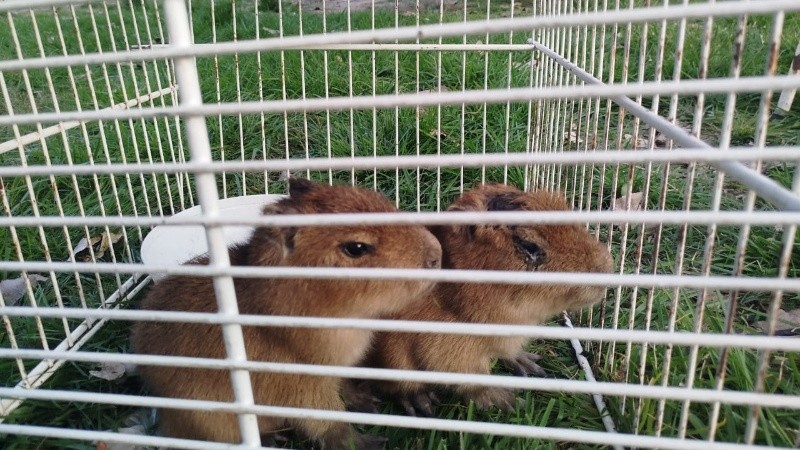 Los animales rescatados en Pueblo Esther.