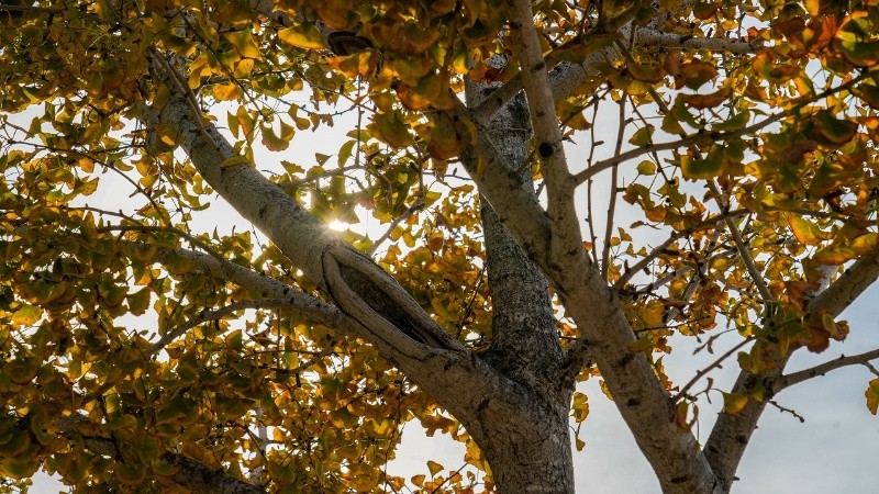 El Servicio Meteorológico Nacional pronosticó que el otoño será más cálido de lo habitual en la mayor parte del país.