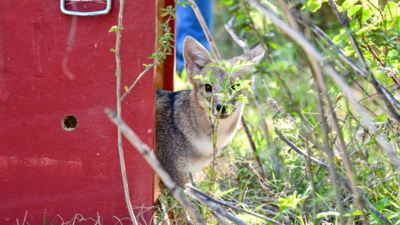 Un zorro pampeano fue regresado a un hábitat natural.