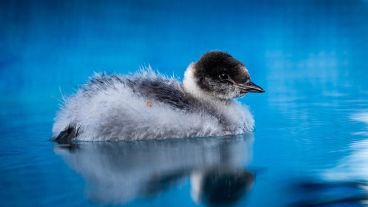 Logran en Argentina criar y liberar en su h�bitat natural a una especie de ave amenazada