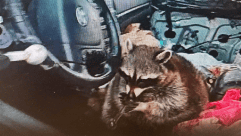 La policía de Springfield Township informó que el mapache salió ileso del incidente.