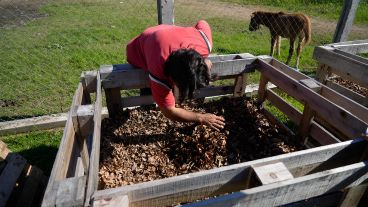 El proceso de compost se hace en cunas de madera y el proceso dura seis o siete meses.