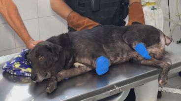 La mascota fue herida de gravedad con consecuencia de dos patas amputadas y una puñalada.