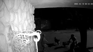 La jauría estaba comandada por un pitbull que fue el primero en atacar.