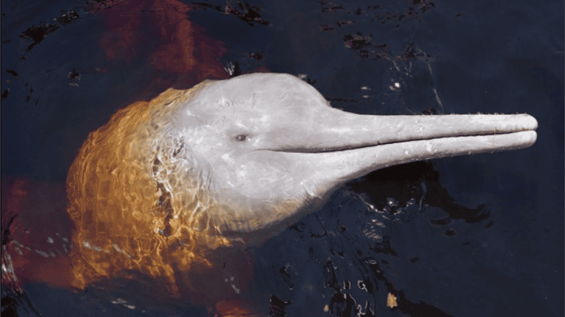 Proponen la creación de una gran base de datos de señales comunicativas entre especies.