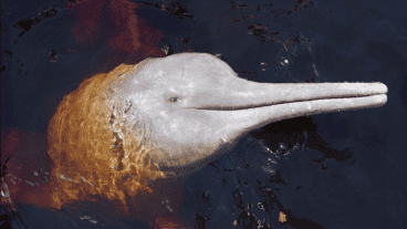 Proponen la creación de una gran base de datos de señales comunicativas entre especies.