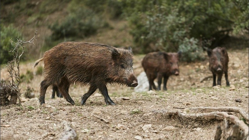 Será requisito indispensable contar con la Licencia de Caza Anual o Permiso diario de caza.