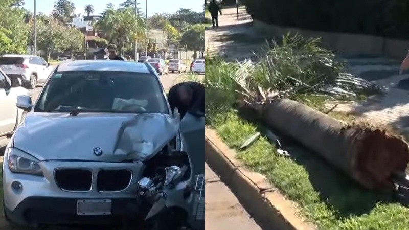El vehículo y la palmera terminaron en el carril contrario.