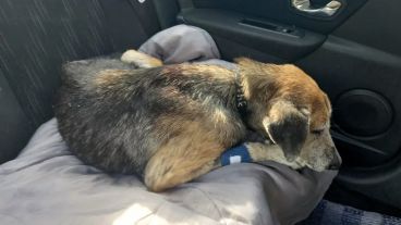 “Es terrible la cantidad que encontramos día a día”, advierten.