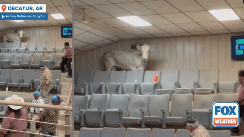 Los granjeros lograron capturar a la vaca y sacarla del edificio.