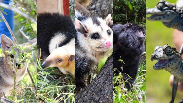 Carpinchos, reinamoras, pepiteros grises y verdosos, coatíes, monos carayá y carpinchos son algunas de las especies rescatadas, cuidadas y reinsertadas en sus hábitats naturales.