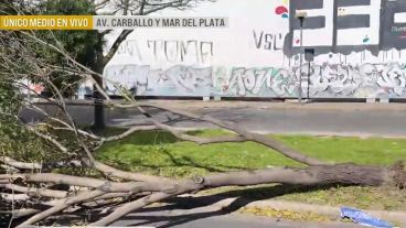 El ejemplar se derrumbó por completo sobre la calzada e interrumpió el tránsito.