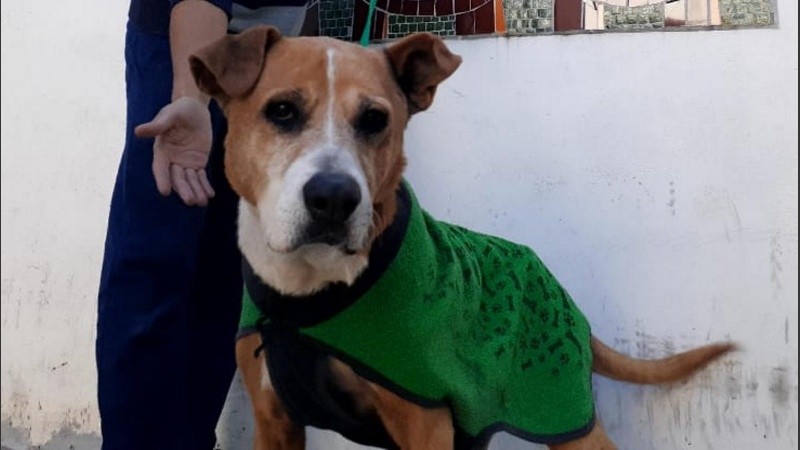 La sanción se cobrará en forma de alimento para perros y gatos, destinado a los animales alojados en el Imusa.