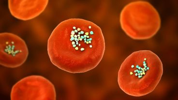 Para los investigadores, “es sensato considerar formas de reducir nuestra exposición" a los microplásticos.