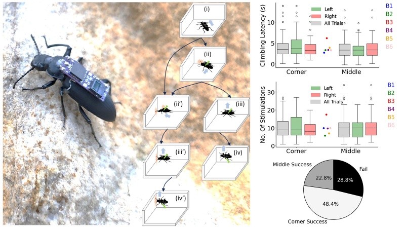 Estos escarabajos podrían reducir el tiempo que lleva localizar a los sobrevivientes.