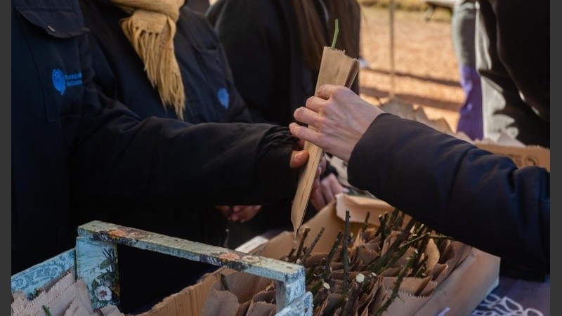 La entrega de esquejes está sujeta a stock.