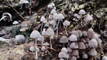 Las especies fueron recolectadas durante unas jornadas de junio en la reserva y son clasificadas.