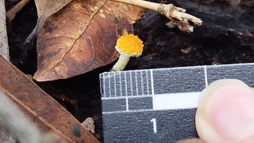 Las especies fueron recolectadas durante unas jornadas de junio en la reserva y son clasificadas.