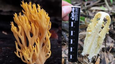 Las especies fueron recolectadas durante unas jornadas de junio en la reserva y son clasificadas.