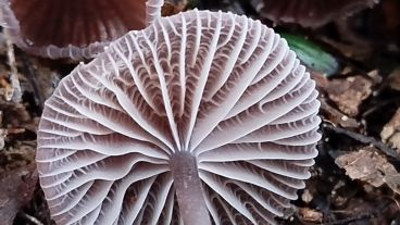 Las especies fueron recolectadas durante unas jornadas de junio en la reserva y son clasificadas.