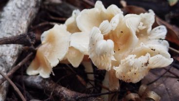 El grupo tomó las muestras sin dañar a los hongos, sacó fotos y georreferenció los ejemplares.