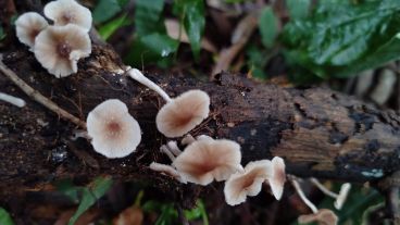 El grupo tomó las muestras sin dañar a los hongos, sacó fotos y georreferenció los ejemplares.