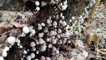 El grupo tomó las muestras sin dañar a los hongos, sacó fotos y georreferenció los ejemplares.