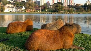 El traslado comenzará con tres familias de carpinchos que equivale a 70 especímenes.