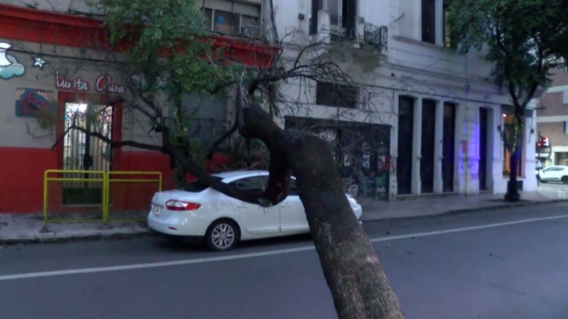 El ejemplar atravesó toda la calle y llegó hasta le vereda de enfrente.