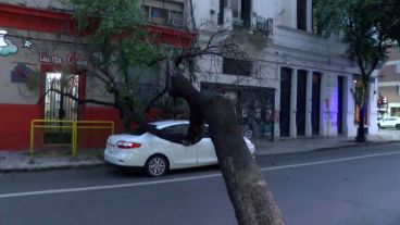 El ejemplar atravesó toda la calle y llegó hasta le vereda de enfrente.