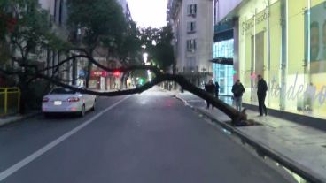 El ejemplar atravesó toda la calle y llegó hasta le vereda de enfrente.