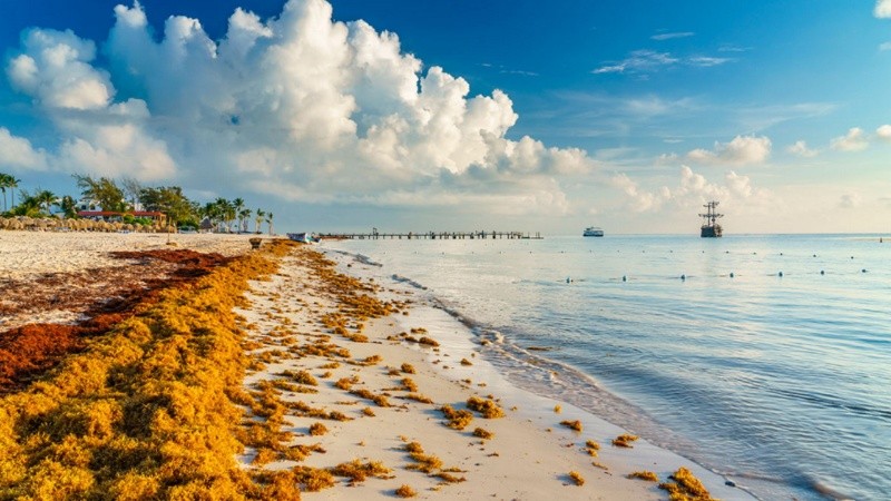El sargazo llega en oleadas a las playas del Caribe y atenta contra el turismo.