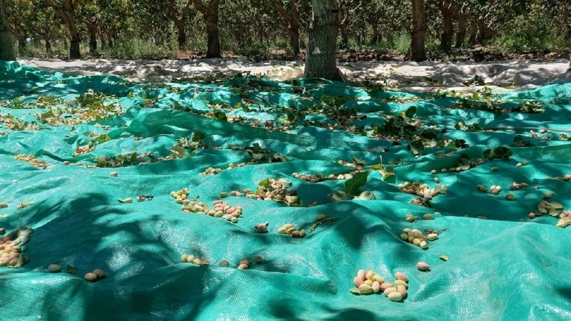 El cultivo del pistachero ha experimentado un crecimiento exponencial en Argentina.