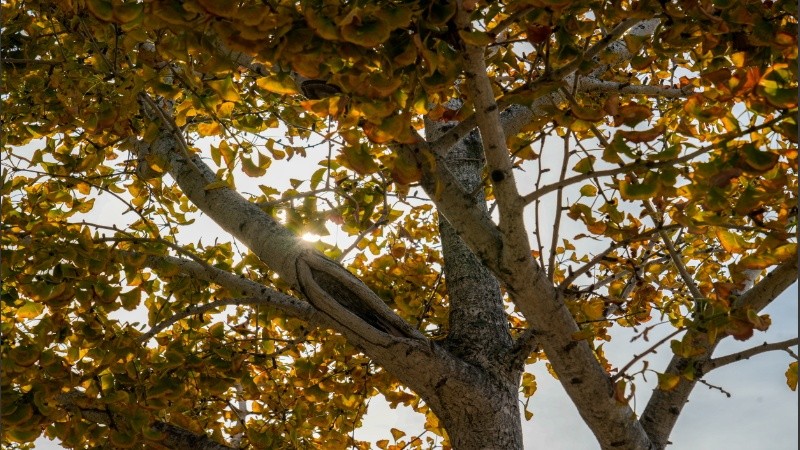 Un poco de otoño para soñar este mediodía en Rosario.