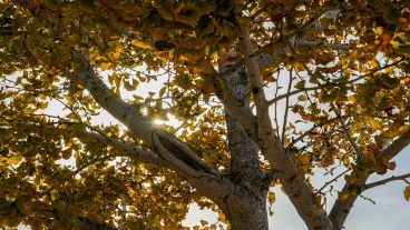 Un poco de otoño para soñar este mediodía en Rosario.
