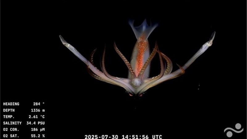 Criaturas magníficas aparecen en la transmisión en vivo.