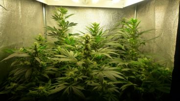 El hombre allanado es especialista en cultivo indoor; aseguran que vendía su producción.