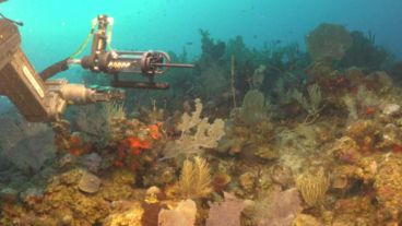 Las redes sociales revolucionadas por los descubrimientos en el fondo del mar argentino.