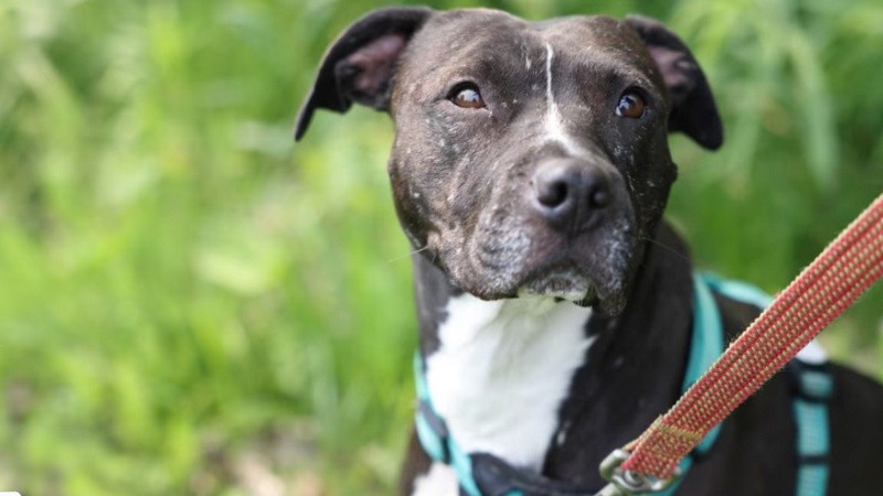 Una nena de 4 años permanece internada en grave estado debido a las mordeduras provocadas por un perro pitbull.