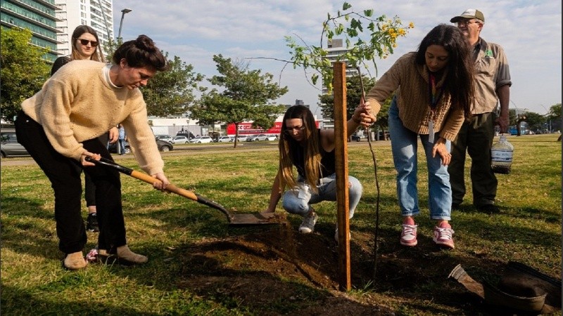 Una especie nativa de las mas de cinco mil plantadas en lo que va del año.