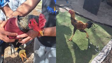 La intervención policial permitió detener a los sospechosos y rescatar a los animales.