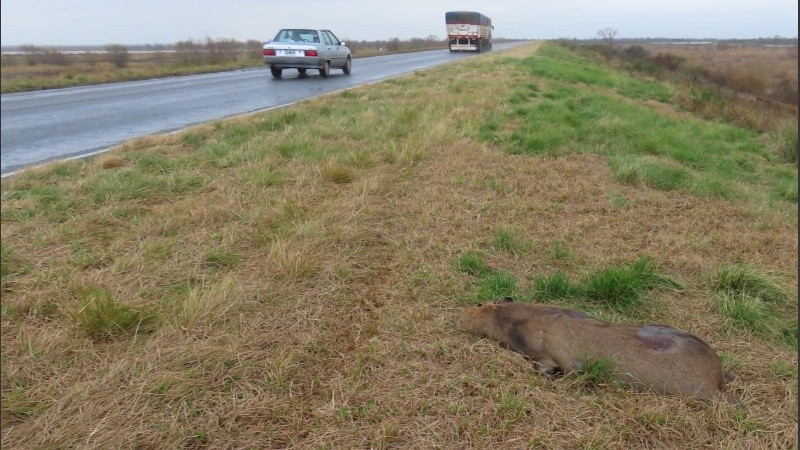 Un carpincho muerto al costado de la ruta.