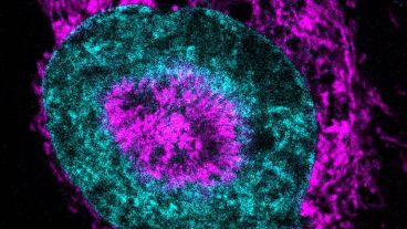 El estudio plantea la posibilidad de crear nuevas estrategias que las paralicen antes de que se expandan hacia otros órganos.