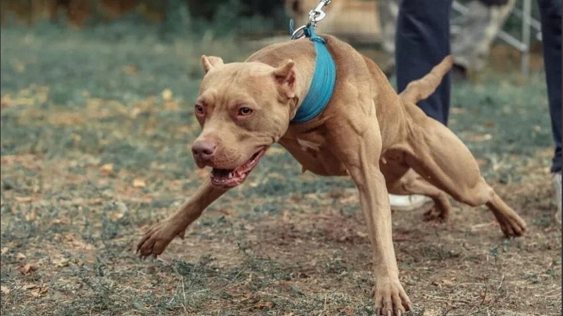 Los perros potencialmente peligrosos.