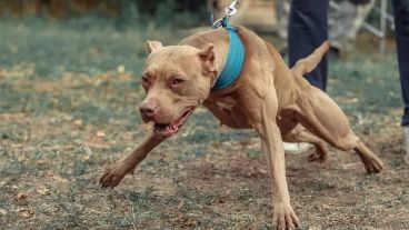 Los perros potencialmente peligrosos.