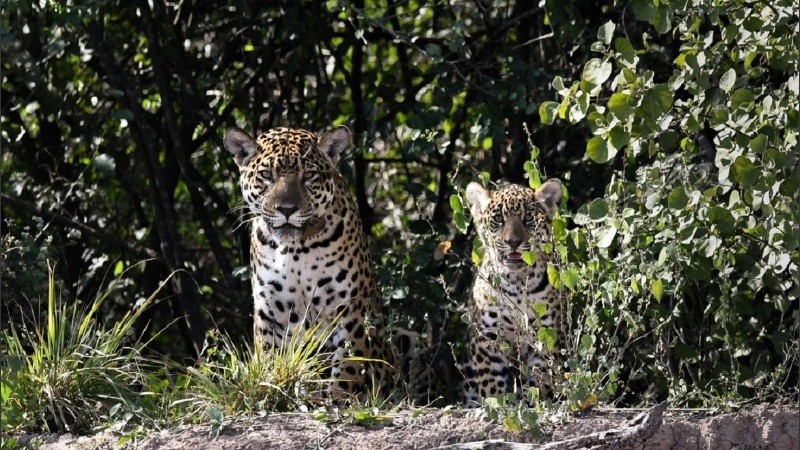 Madre y cachorro fueron fotografiados juntos en El Impenetrable.