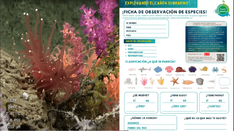 Una de las tantas especies observadas por los equipos bajo el mar / El recurso creado para su observación con chicos.